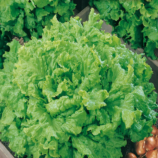 Lettuce Grand Rapids - McKenzie Seeds