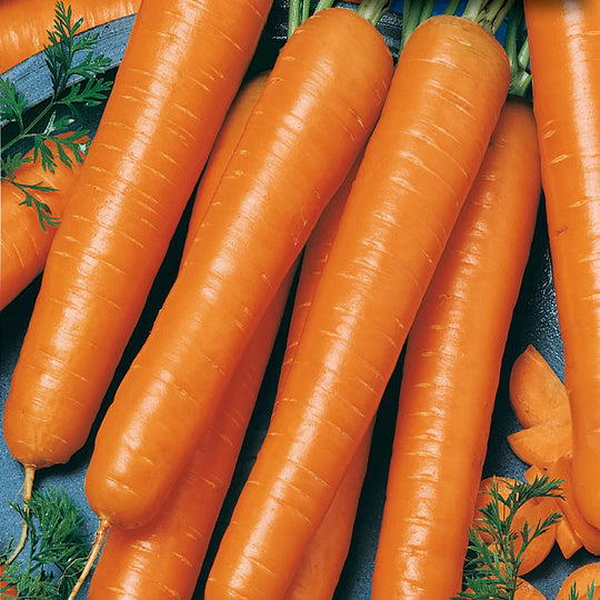 Carrot Gigante Flakkee - McKenzie Seeds