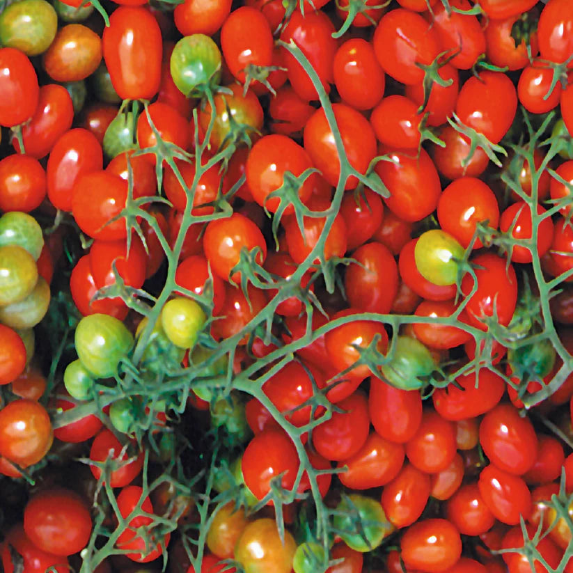 Tomato Cherry Roma - McKenzie Seeds