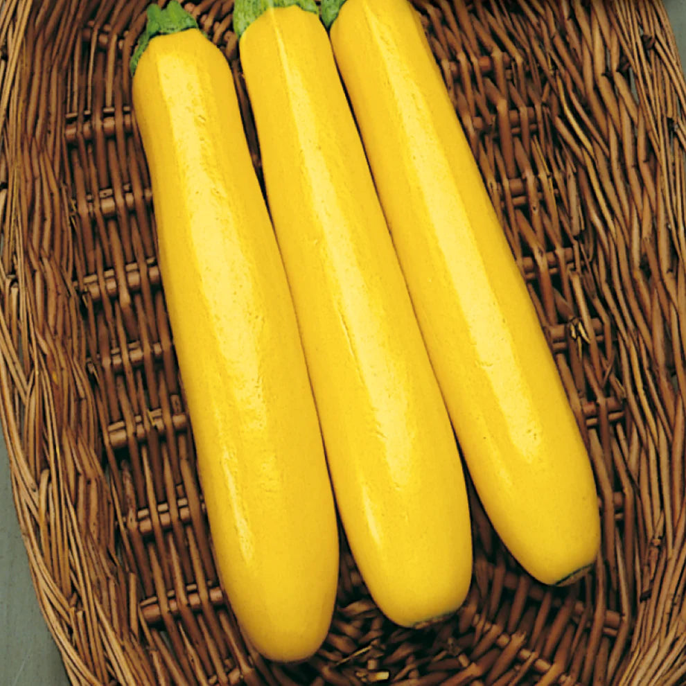 Zucchini Gold Rush - McKenzie Seeds