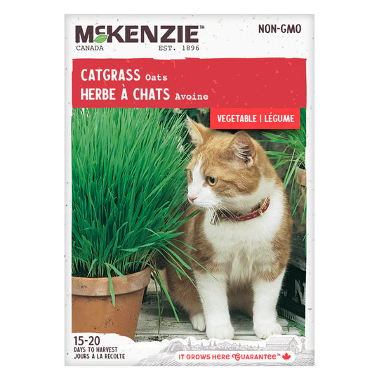 Catgrass Oats - McKenzie Seeds