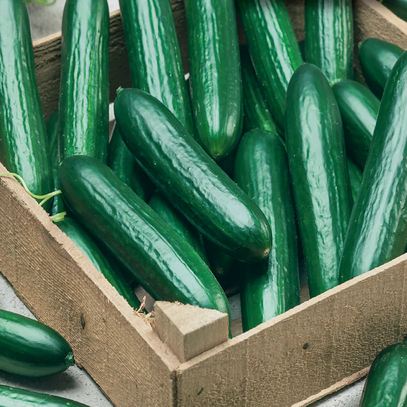 Cucumber Beit Alpha Burpless Lebanese Type - McKenzie Seeds