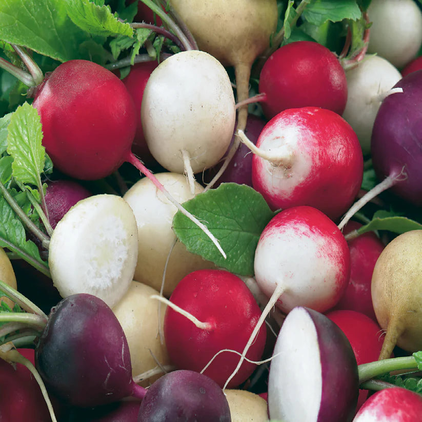 Radish Gourmet Blend - McKenzie Seeds