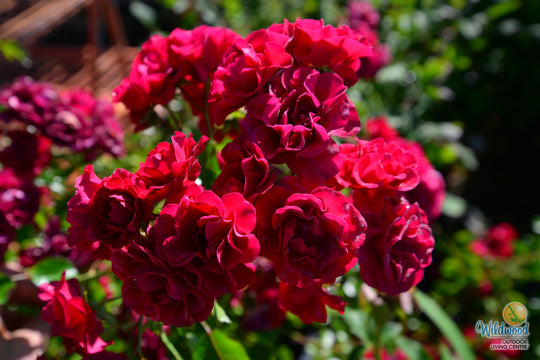 Meidiland Fire - Star Roses and Plants