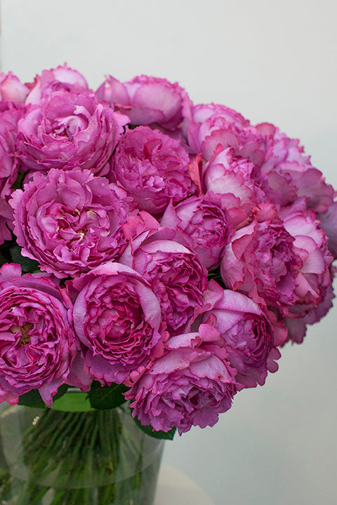 Yves Piaget® - Star Roses and Plants