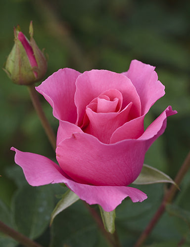 ♡ROSE♡ The McCartney Rose™ - Star Roses and Plants – Wildwood Outdoor Living