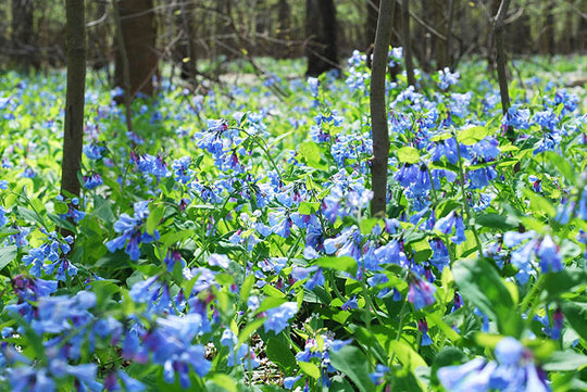 Mertensia Virginica, 2 Pack