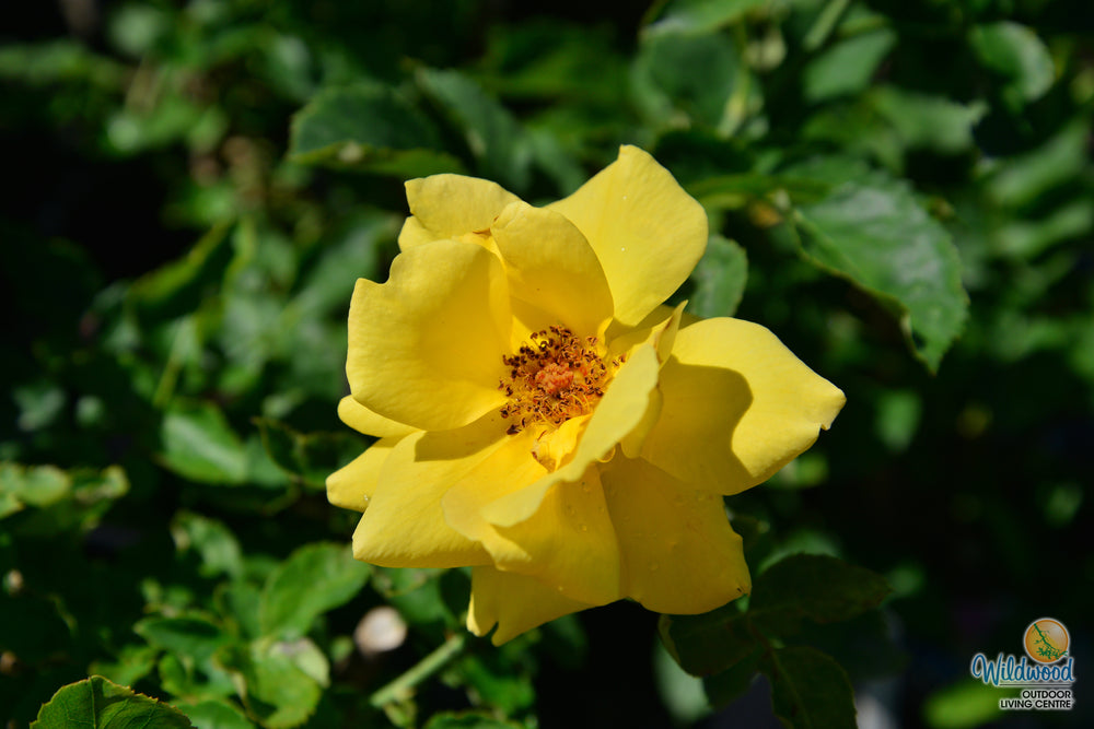 Midas Touch™ - Star Roses and Plants