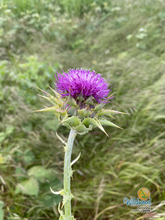 Milk Thistle - Eagleridge Seeds