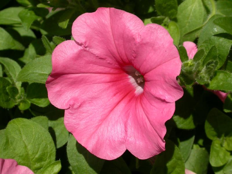 Mirabilis Four O'Clock - Pacific Northwest Seeds