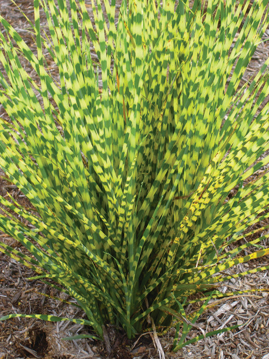 Maiden Grass - Gold Bar, 1 Pack