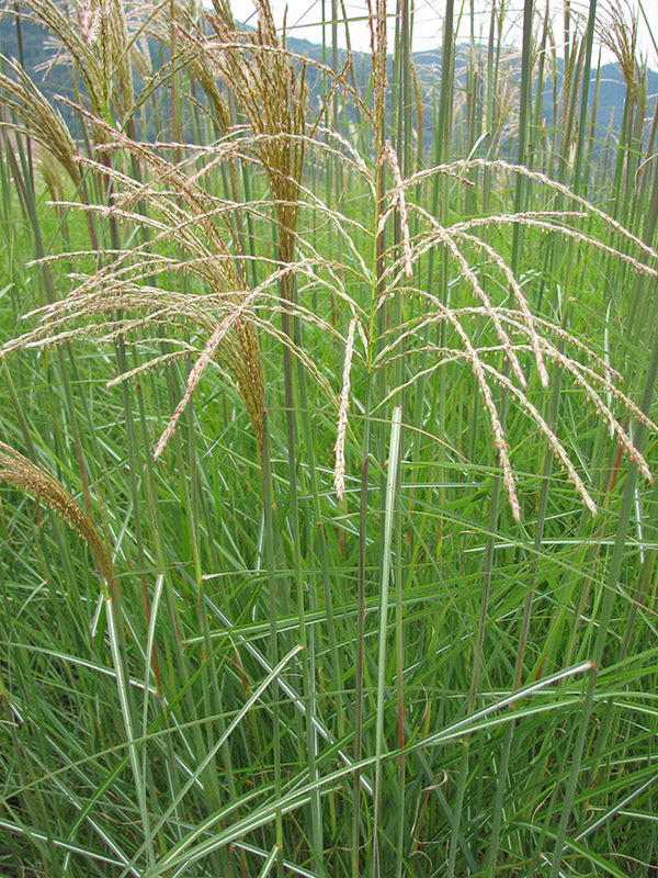 Maiden Grass - Graziella, 1 Pack