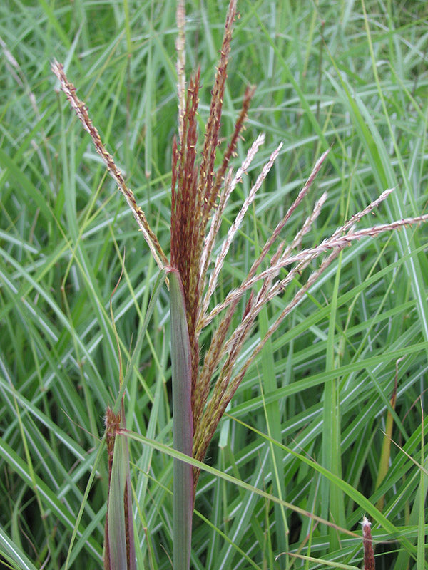 Maiden Grass - Huron Sunrise, 1 Pack