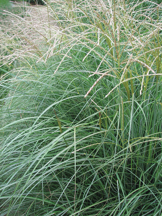 Silver Feather Grass - Silberfeder, 1 Pack
