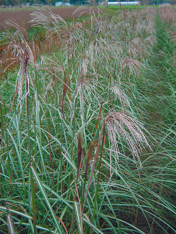 Maiden Grass - Malepartus, 1 Pack