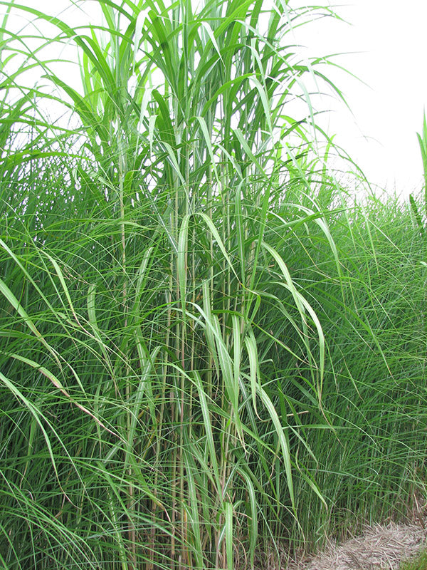 Maiden Grass - Miscanthus giganteus, 1 Pack