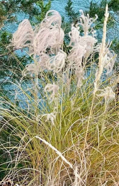 Maiden Grass - Graziella, 1 Pack