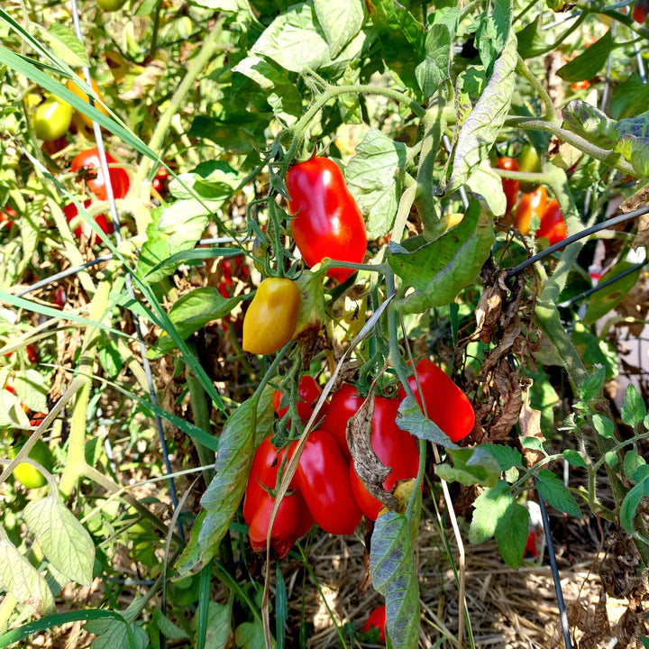 Tomato Mishca Paste - Eagleridge Seeds