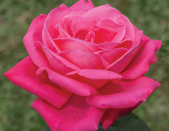 Miss All-American Beauty - Star Roses and Plants