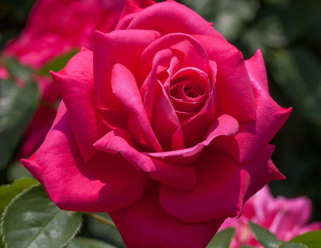 Miss All-American Beauty - Star Roses and Plants