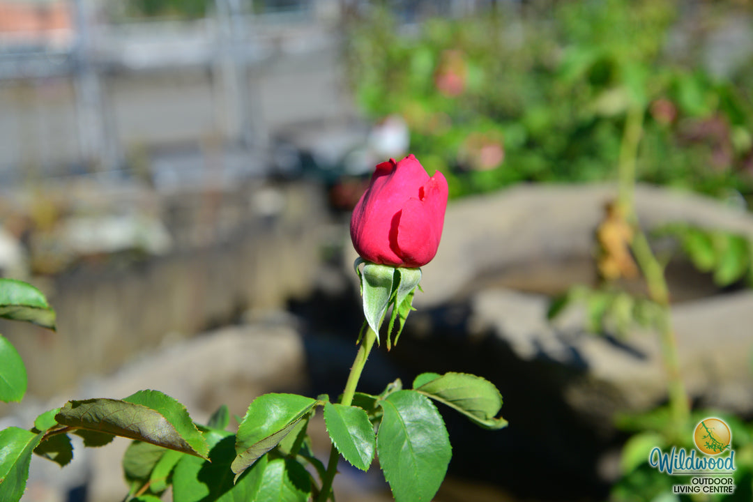 Miss All-American Beauty - Star Roses and Plants