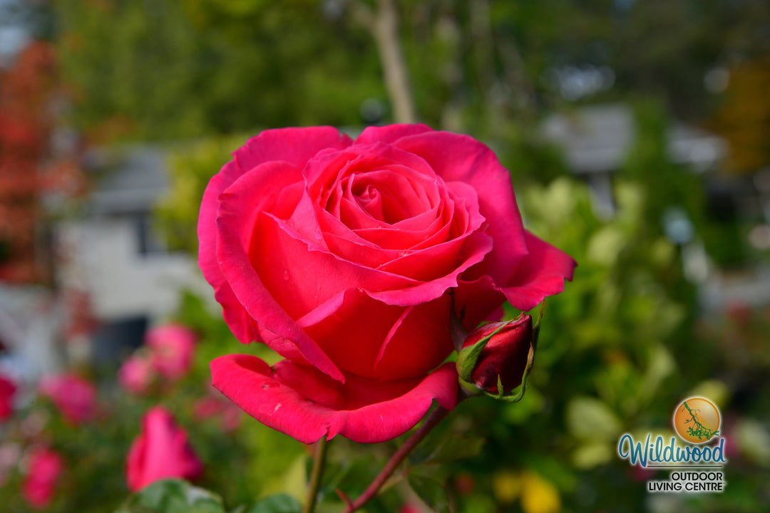 Miss All-American Beauty - Star Roses and Plants
