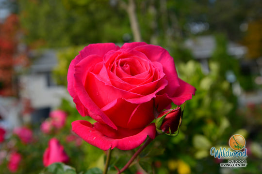 Miss All-American Beauty - Star Roses and Plants