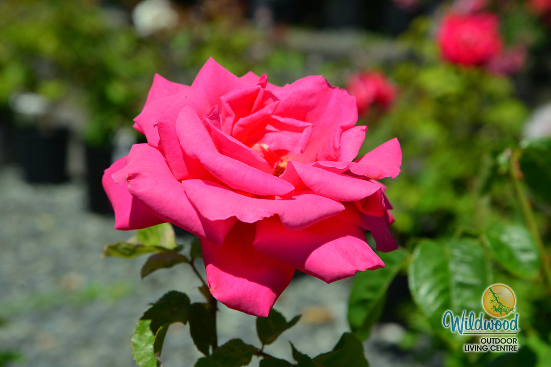 Miss All-American Beauty - Star Roses and Plants