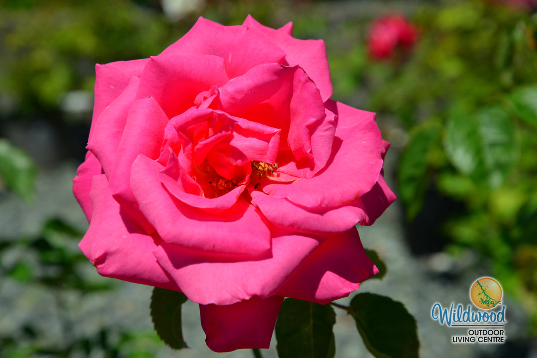 Miss All-American Beauty - Star Roses and Plants