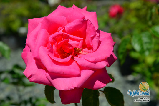 Miss All-American Beauty - Star Roses and Plants