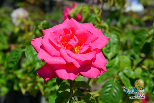 Miss All-American Beauty - Star Roses and Plants