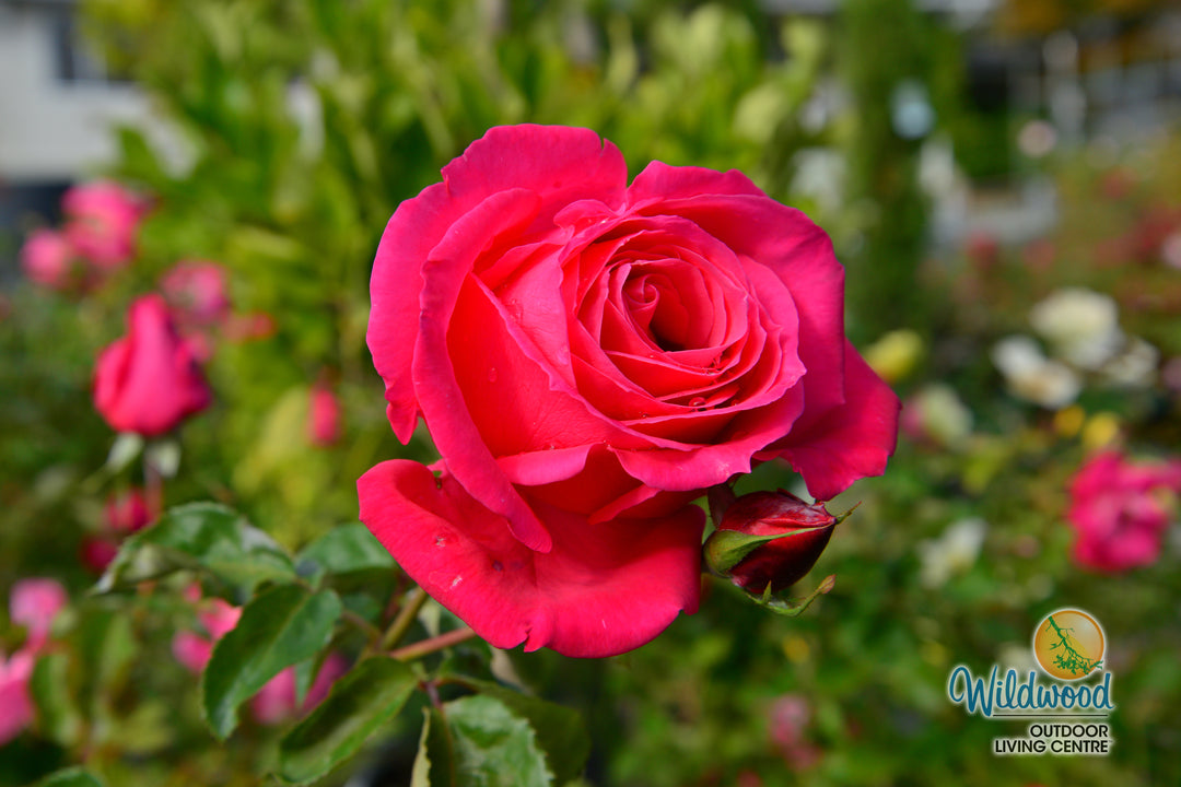 Miss All-American Beauty - Star Roses and Plants