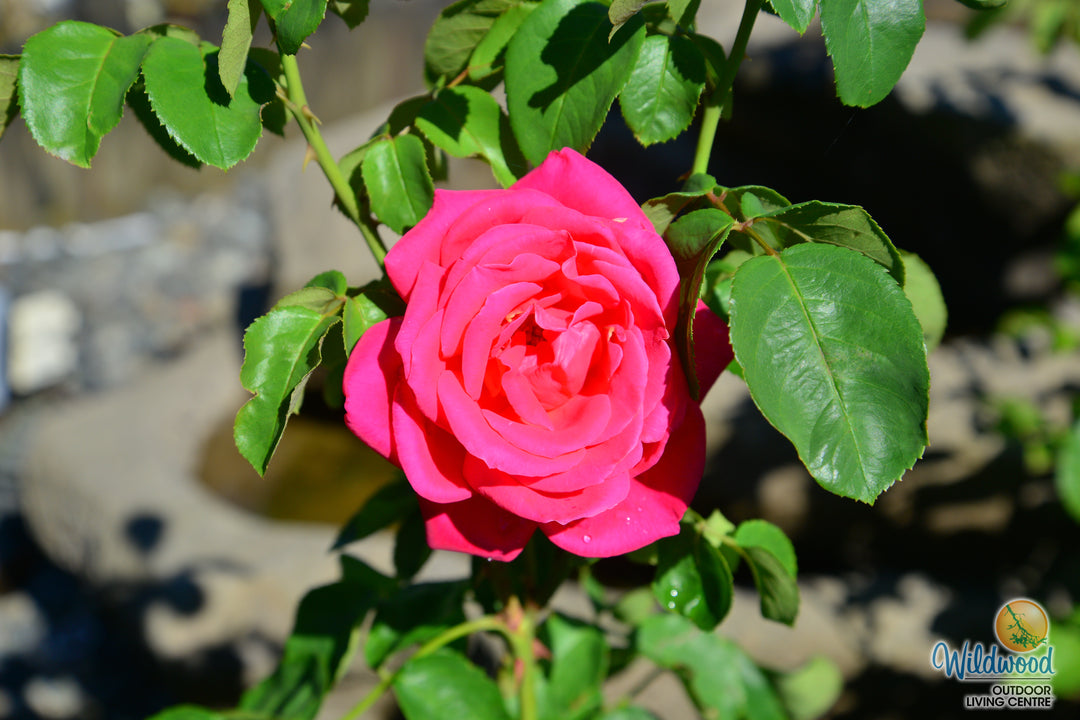 Miss All-American Beauty - Star Roses and Plants