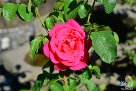 Miss All-American Beauty - Star Roses and Plants