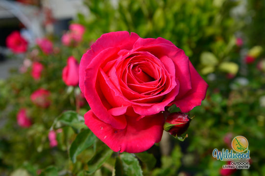 Miss All-American Beauty - Star Roses and Plants