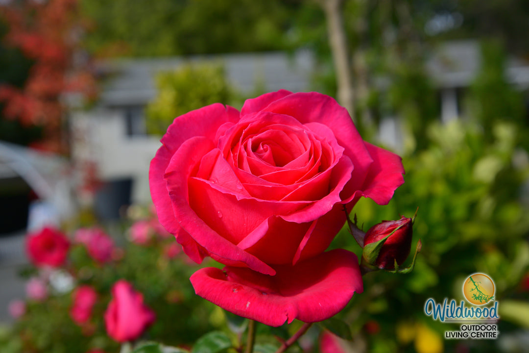 Miss All-American Beauty - Star Roses and Plants