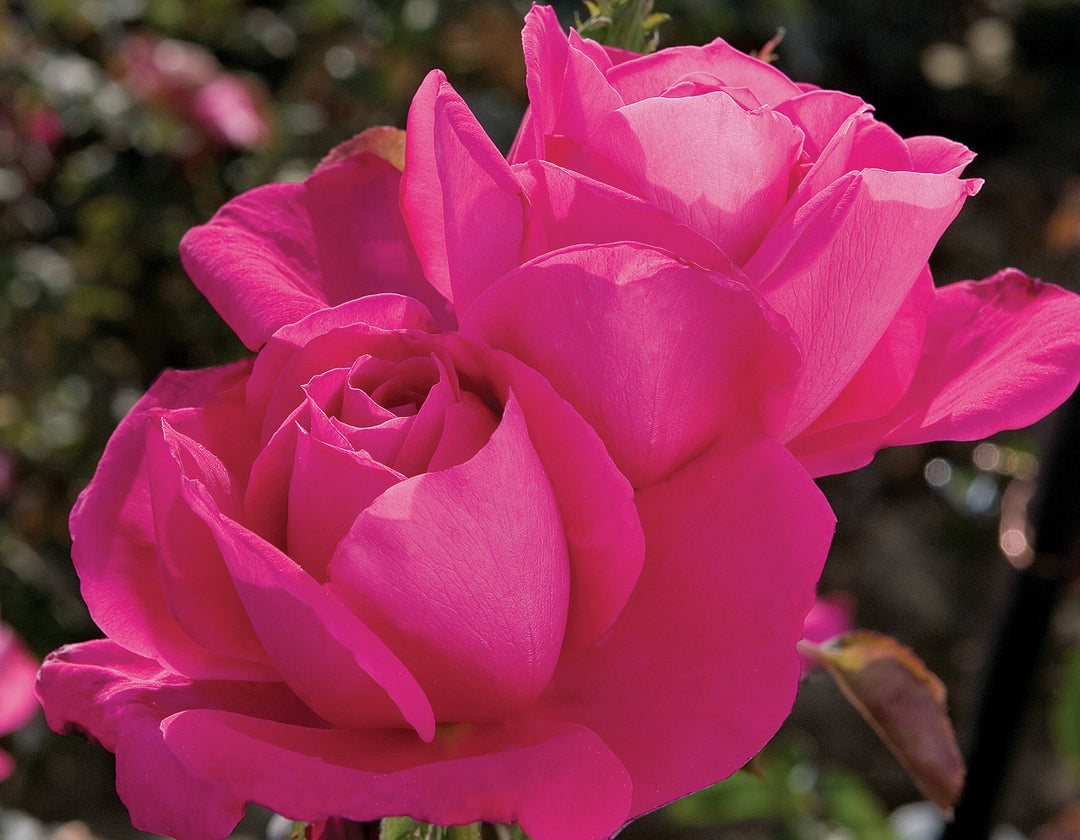 Miss All-American Beauty - Star Roses and Plants