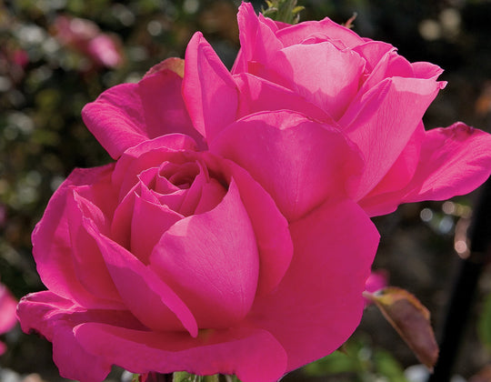 Miss All-American Beauty - Star Roses and Plants