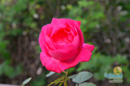 Moje Hammarberg - Weeks Rose