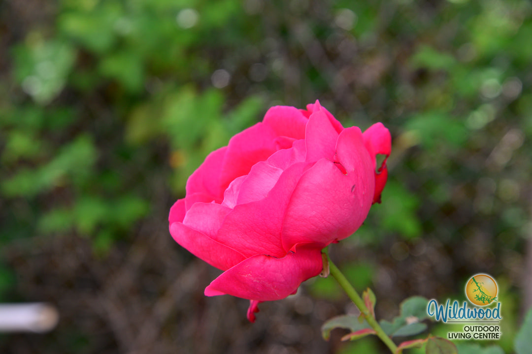 Moje Hammarberg - Weeks Rose