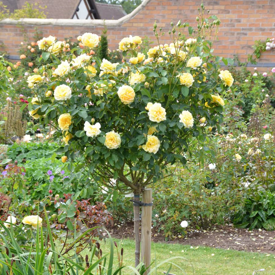 Molineux - David Austin Rose