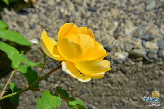 Molineux - David Austin Rose
