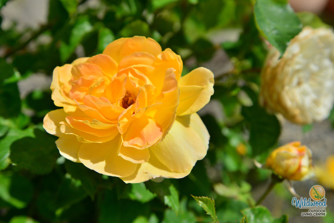 Molineux - David Austin Rose