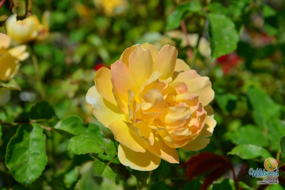 Molineux - David Austin Rose