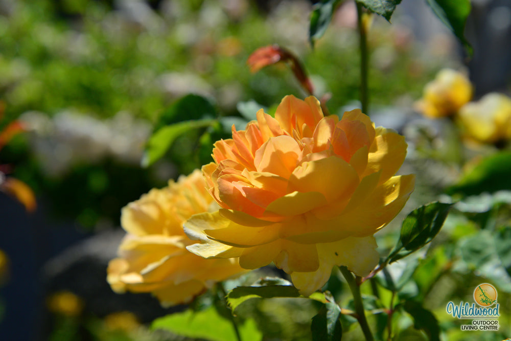 Molineux - David Austin Rose