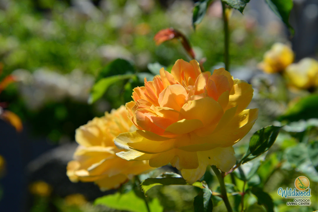 Molineux - David Austin Rose