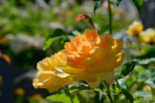 Molineux - David Austin Rose