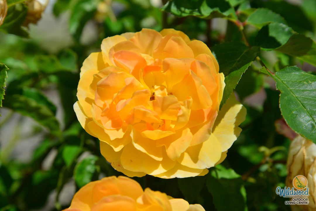 Molineux - David Austin Rose