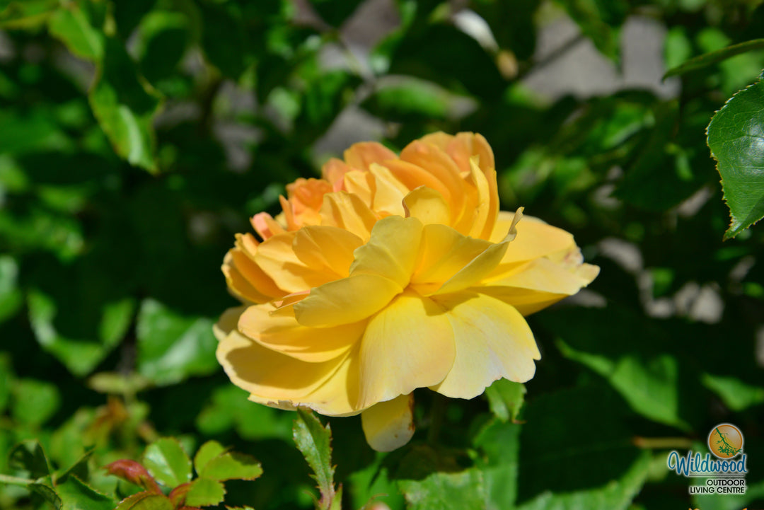 Molineux - David Austin Rose