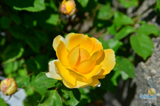 Molineux - David Austin Rose